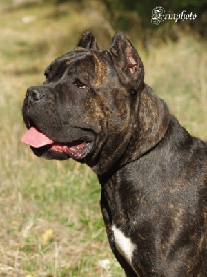 Dezire del Rosso Malpelo